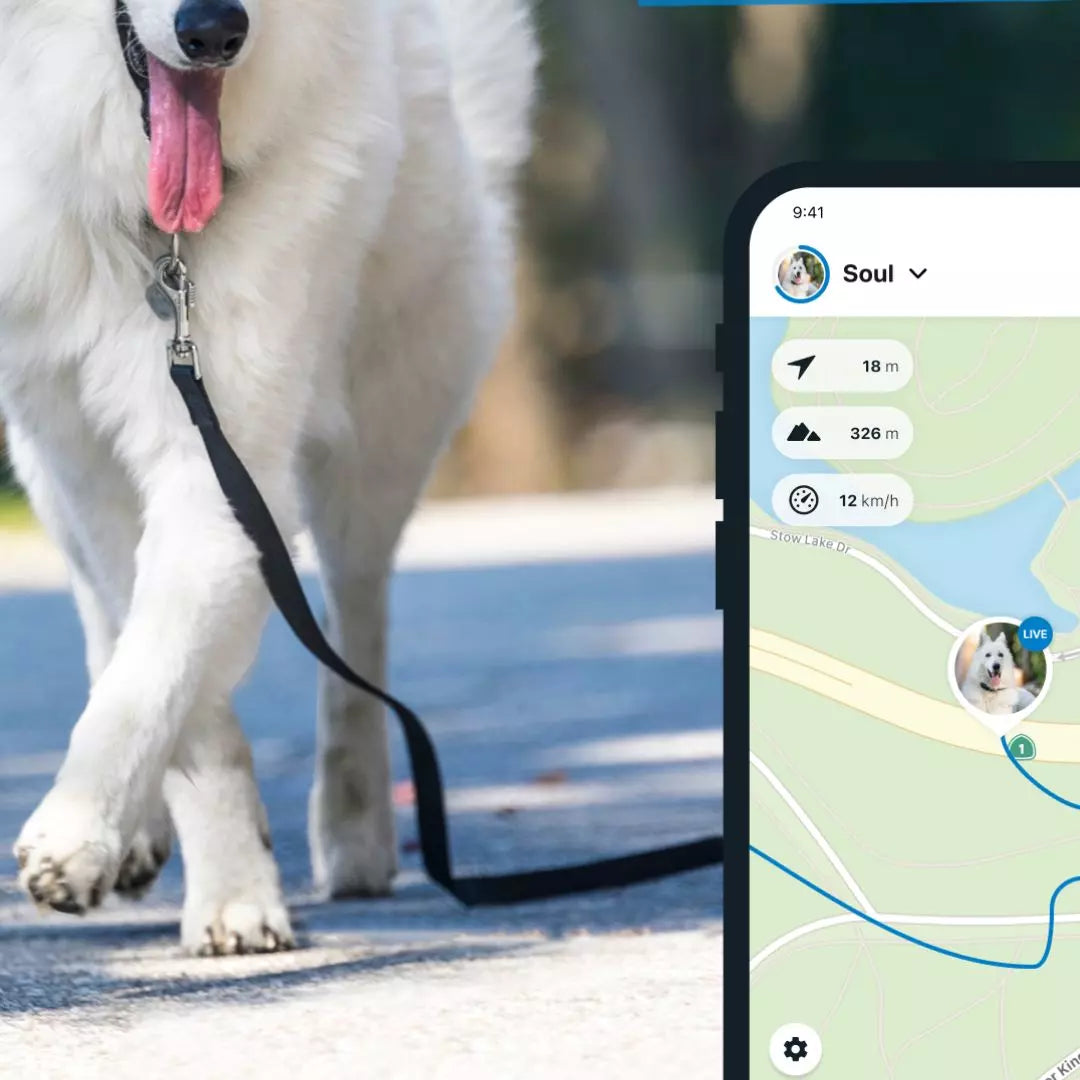 Tractive DOG XL - GPS Tracker mit längerer Akkulaufzeit – Dog Challenge  Book